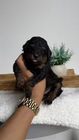 Buzz, a male Poodle - Miniature  for sale in Selma, NC – 1 of 9