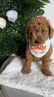 Sailor , a male Cavapoo for sale in Selma, NC – 7 of 10