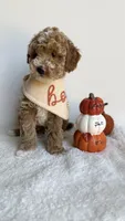 Fettuccine , a male Miniature Goldendoodle for sale in Selma, NC – 1 of 10