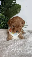 Orange , a male Cavapoo and Poodle - Miniature  for sale in Selma, NC – 4 of 9