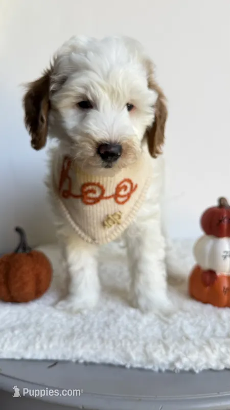 Lasagna  – Miniature Goldendoodle puppy for sale in Selma, NC