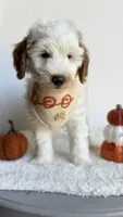 Lasagna , a male Miniature Goldendoodle for sale in Selma, NC – 1 of 9