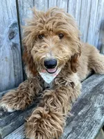 Lasagna , a male Miniature Goldendoodle for sale in Selma, NC – 9 of 9