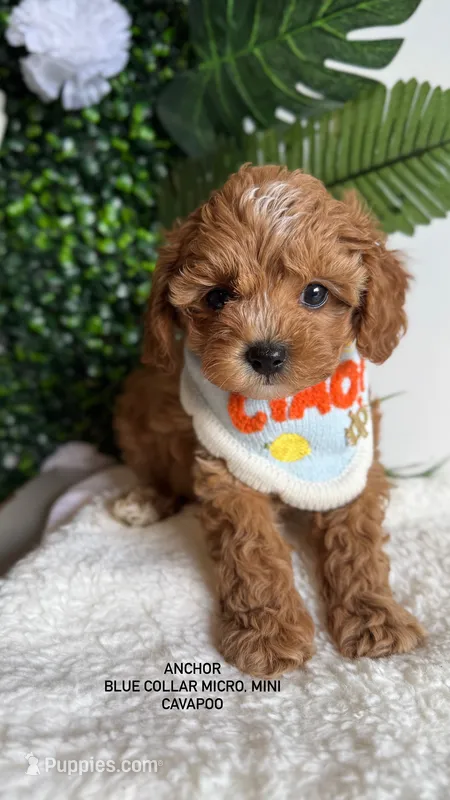 Anchor – Cavapoo, Poodle - Toy  puppy on hold in Selma, NC