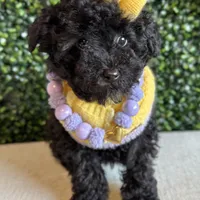 Buttercup, a female Poodle - Miniature  for sale in Selma, NC – Photo 4 of 8