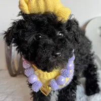 Buttercup, a female Poodle - Miniature  for sale in Selma, NC – Photo 3 of 8