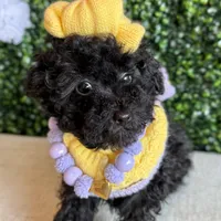 Buttercup, a female Poodle - Miniature  for sale in Selma, NC – Photo 8 of 8