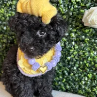 Buttercup, a female Poodle - Miniature  for sale in Selma, NC – Photo 1 of 8