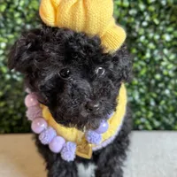 Buttercup, a female Poodle - Miniature  for sale in Selma, NC – Photo 6 of 8