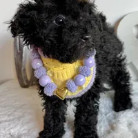 Buttercup, a female Poodle - Miniature  for sale in Selma, NC – Photo 5 of 8