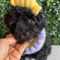 Buttercup, a female Poodle - Miniature  for sale in Selma, NC – Photo 7 of 8