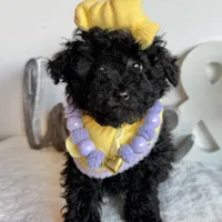 Buttercup, a female Poodle - Miniature  for sale in Selma, NC – Photo 2 of 8