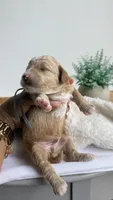 Fettuccine , a male Miniature Goldendoodle for sale in Selma, NC – 2 of 6
