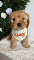 Blue , a male Cavapoo and Poodle - Toy  for sale in Selma, NC – 5 of 8