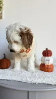 Lasagna , a male Miniature Goldendoodle for sale in Selma, NC – 3 of 9