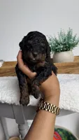 Buzz, a male Poodle - Miniature  for sale in Selma, NC – 2 of 9