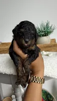Buzz, a male Poodle - Miniature  for sale in Selma, NC – 3 of 9