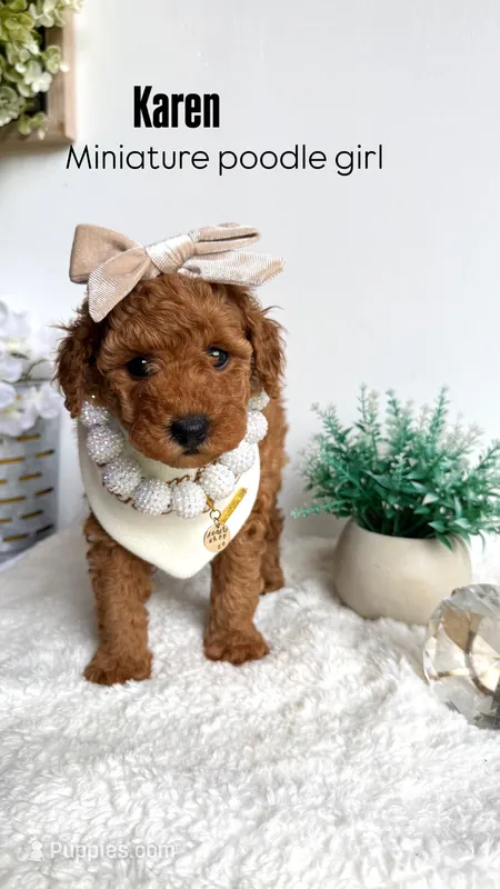 Karen – Poodle - Miniature  puppy for sale in Selma, NC