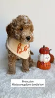 Fettuccine , a male Miniature Goldendoodle for sale in Selma, NC – 3 of 10