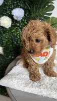 Blue , a male Cavapoo for sale in Selma, NC – 6 of 8