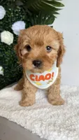 Blue , a male Cavapoo and Poodle - Toy  for sale in Selma, NC – 4 of 8