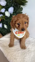 Mango , a male Cavapoo and Poodle - Miniature  for sale in Selma, NC – 2 of 7