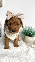 Karen, a female Poodle - Miniature  for sale in Selma, NC – 6 of 7