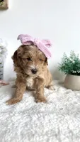 Tortellini , a female Miniature Goldendoodle for sale in Selma, NC – 9 of 10