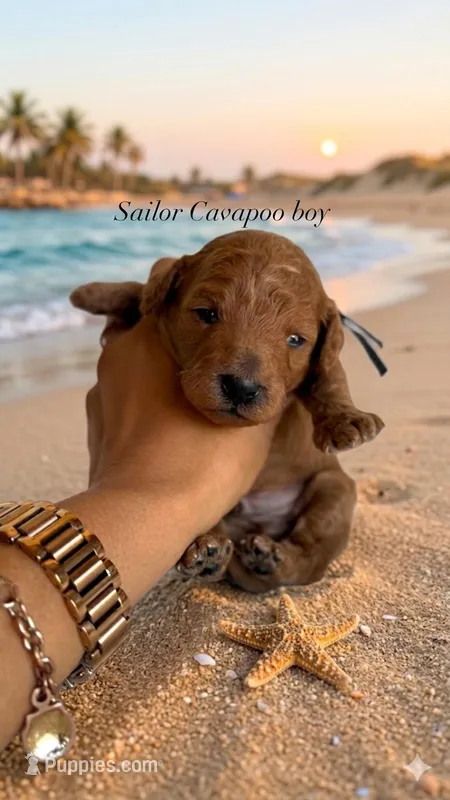 Sailor  – Cavapoo, Poodle - Toy  puppy for sale in Selma, NC