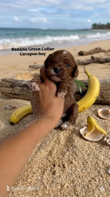 Banana  – Cavapoo, Poodle - Miniature  puppy for sale in Selma, NC