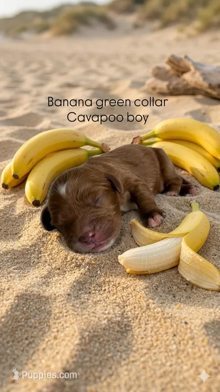 Banana  – Cavapoo, Poodle - Miniature  puppy for sale in Selma, NC