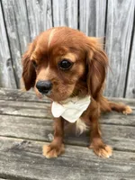 Banana , a male Cavapoo and Poodle - Miniature  for sale in Selma, NC – Photo 8 of 8