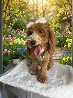 Banana , a male Cavapoo and Poodle - Miniature  for sale in Selma, NC – Photo 7 of 8