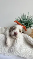 Rigatoni , a female Miniature Goldendoodle for sale in Selma, NC – 2 of 8