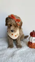 Tortellini , a female Miniature Goldendoodle for sale in Selma, NC – 5 of 10