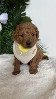 Sailor , a male Cavapoo and Poodle - Toy  for sale in Selma, NC – 3 of 8