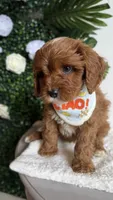 Banana , a male Cavapoo and Poodle - Miniature  for sale in Selma, NC – 5 of 9