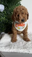 Sailor , a male Cavapoo for sale in Selma, NC – 3 of 10