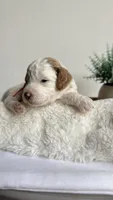 Spaghetti , a male Miniature Goldendoodle for sale in Selma, NC – 2 of 10