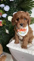 Banana , a male Cavapoo and Poodle - Miniature  for sale in Selma, NC – 4 of 9