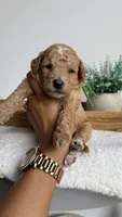 Woody, a male Poodle - Miniature  for sale in Selma, NC – 3 of 9