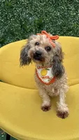 Ginger , a female Poodle - Toy  for sale in Selma, NC – 5 of 9