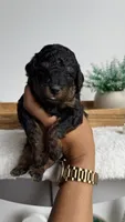 Buzz, a male Poodle - Miniature  for sale in Selma, NC – 4 of 9