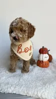 Fettuccine , a male Miniature Goldendoodle for sale in Selma, NC – 4 of 10