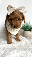 Karen, a female Poodle - Miniature  for sale in Selma, NC – 3 of 7
