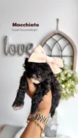 Macchiato, a female Poodle - Toy  for sale in Selma, NC – Photo 2 of 5