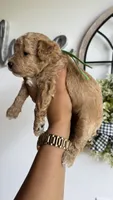 Woody, a male Poodle - Miniature  for sale in Selma, NC – 4 of 9