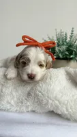 Rigatoni , a female Miniature Goldendoodle for sale in Selma, NC – 5 of 8