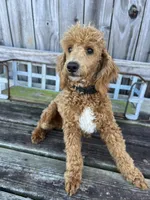 Fettuccine , a male Miniature Goldendoodle for sale in Selma, NC – 10 of 10