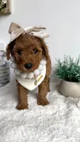 Karen, a female Poodle - Miniature  for sale in Selma, NC – 4 of 7